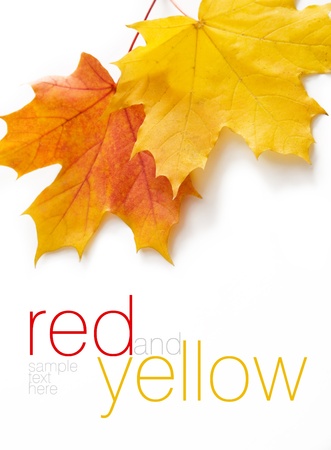Autumn orange and yellow leaves  Space for text or logo isolated on white  の写真素材