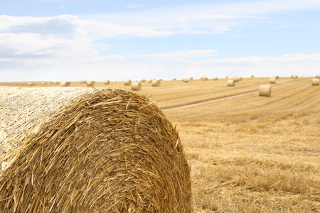 Staw bales on meadow. Blue sky in background