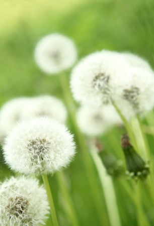 Dandelions on green backgroundの写真素材