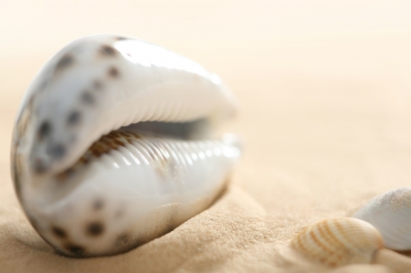 Close up on sea shell on sandの写真素材