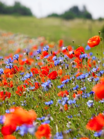 Wild meadow with red poppies and blue cornflowersの写真素材