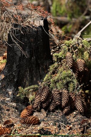 In wood branch coniferの写真素材