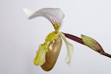 A beautiful wild unusual green and brown Paphiopedilum, Venus slipper orchids blossom cross hybrid botanical plant flower closeup macro isolated on whiteの写真素材