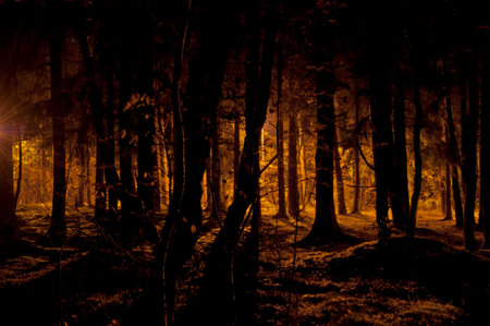 City park illuminated at nightの写真素材