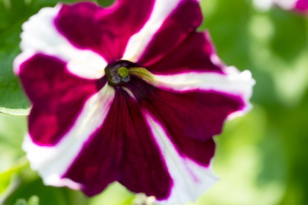 Colorful petunias closeup on a green meadowの写真素材