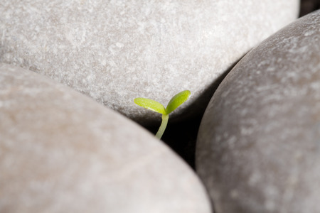 Green sprout growing from ground or the concept of starting a new businessの写真素材