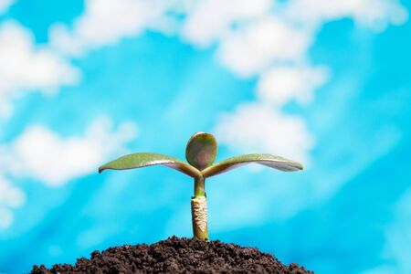 Green sprout growing from ground to the skyの写真素材