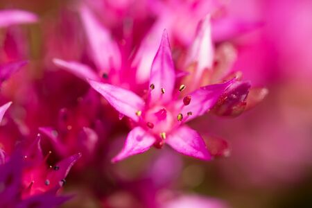 beautiful blooming Sedum, macroの写真素材
