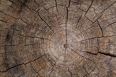 texture of tree stumpの写真素材