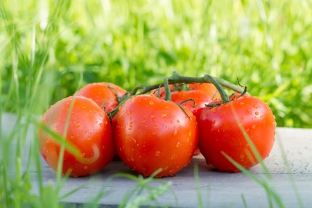 tomatoes on a branch with water drops on green grassの写真素材