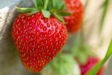 ripe fresh strawberries on wooden background, close upの写真素材