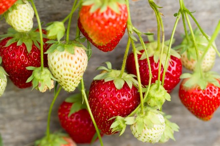 ripe fresh strawberries on wooden background, close upの写真素材