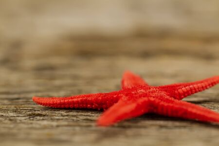 Red starfish on old wooden backgroundの写真素材