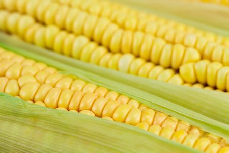 fresh ripe corn cobs, macroの写真素材