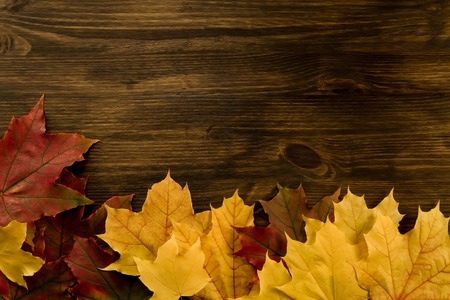Colorful maple leaves on wooden background