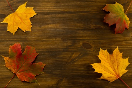 Colorful maple leaves on wooden background