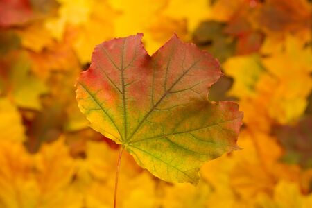 Colorful maple leavesの写真素材