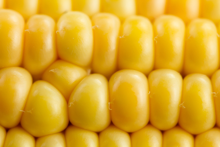 fresh ripe corn cobs, macroの写真素材
