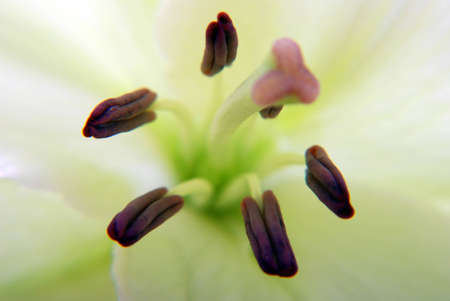 Macro Close Up of Lily Flowerの写真素材