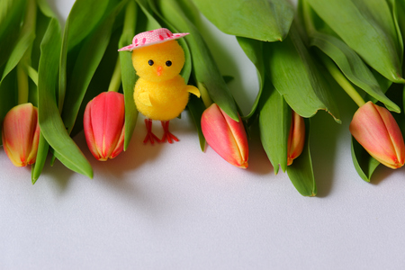 Red tulips with green leaves and chicken colorful headの写真素材