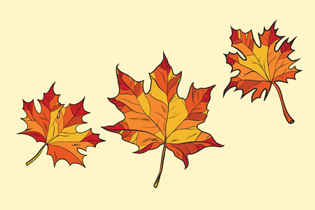 Maple leaves red, pop art retro vector illustration. Seasons nature, autumnのイラスト素材