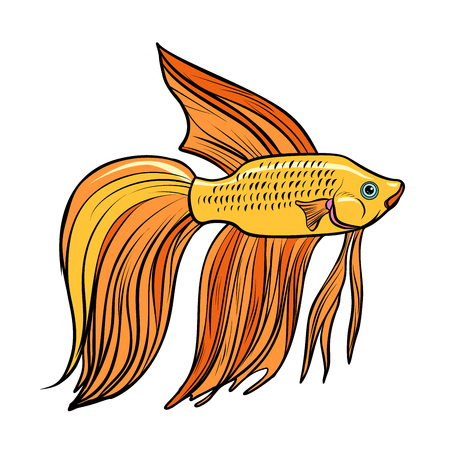 Cockerel aquarium fish. Isolated on white background. Pop art retro vector illustration.のイラスト素材