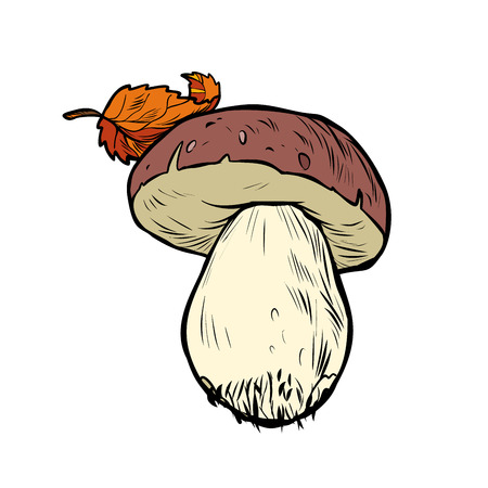 White mushroom boletus. Pop art retro vector illustration vintage kitschのイラスト素材