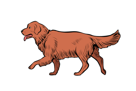 Golden Retriever dog. Pop art retro vector illustration kitsch vintageのイラスト素材