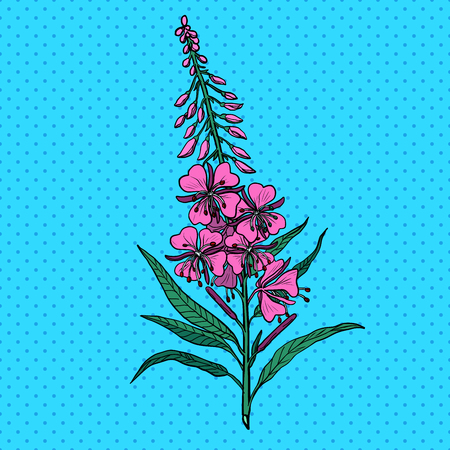 Ivan tea medicinal plant. Pop art retro vector illustration vintage kitschのイラスト素材