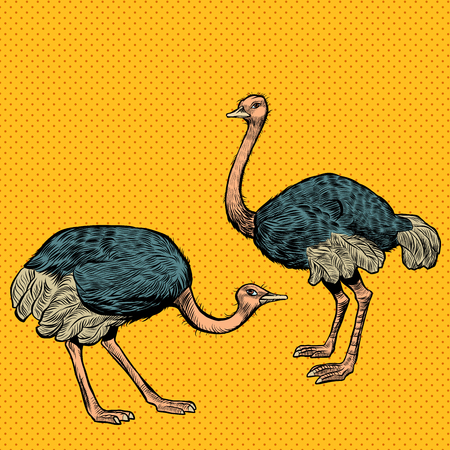 African ostriches, wild and farm animals. Pop art retro vector illustration vintage kitschのイラスト素材