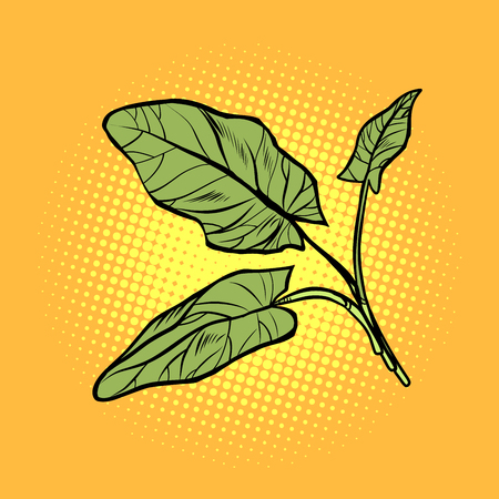 sorrel, garden of culinary plants, spices. Pop art retro vector illustration vintage kitschのイラスト素材