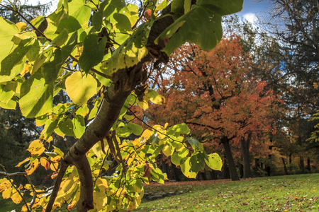 Autumn day in a city park.の写真素材