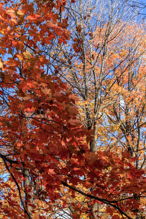 Autumn day in a park.の写真素材