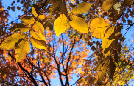 Autumn day in a city park.の写真素材
