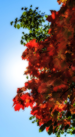 Autumn day with sun.の写真素材