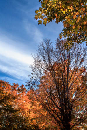 Autumn day in a city park.の写真素材