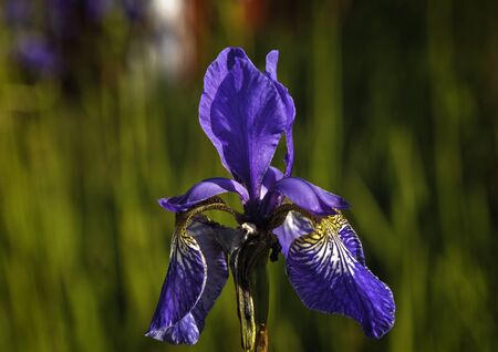 Iris sibiricaの写真素材