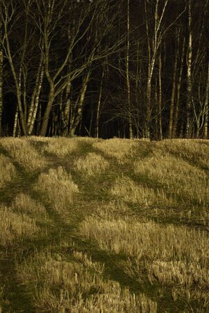 Farmland field with forest in the background 