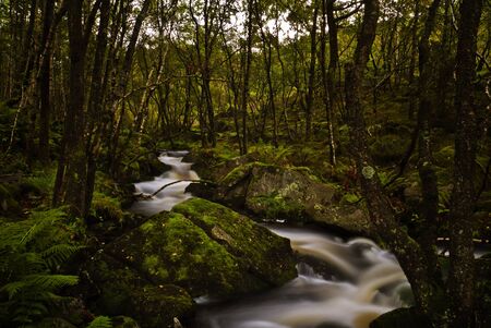 A woodland stream in the fall.