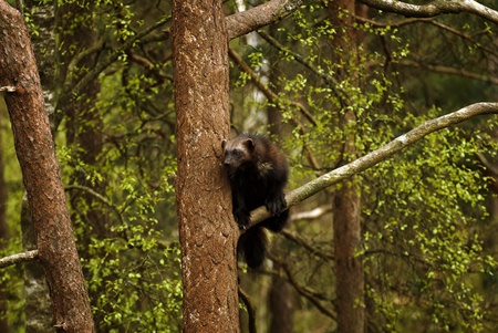 Wolverine in a tree