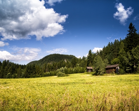 Cornfield with an old wooden norse farmhouse in the background の写真素材