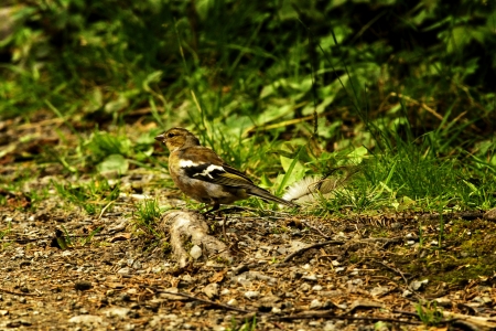 Sparrow in the woodland path の写真素材