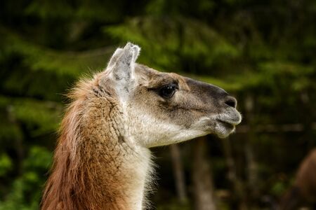 Llama at Amadeus Zoo, Norway の写真素材