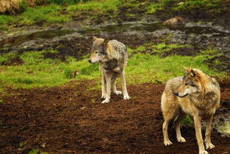 Eurasian wolf at Kristiansand Zoo, Norway.の写真素材