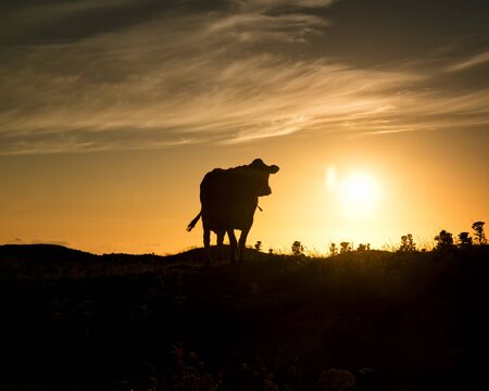 A domestic cow in the sunset at Obrestad, Norway の写真素材