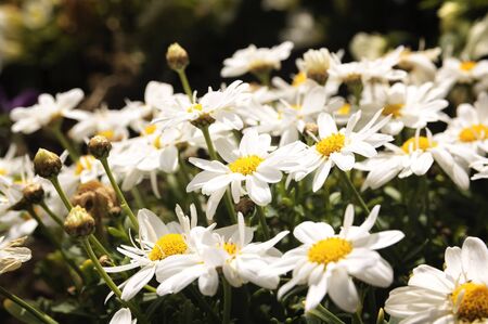 Oxeye daisy, a clear sign of spring.の写真素材
