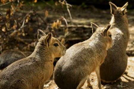 Capybara shot at Amadeus Zoo in Stange, Hedemark, Norway.の写真素材