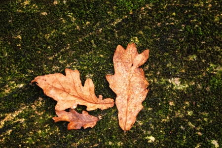 Autumn leafs in Vest Agder, Norway.の写真素材