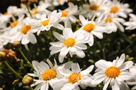Summerflowers in Stavanger, Rogaland, Norway.の写真素材