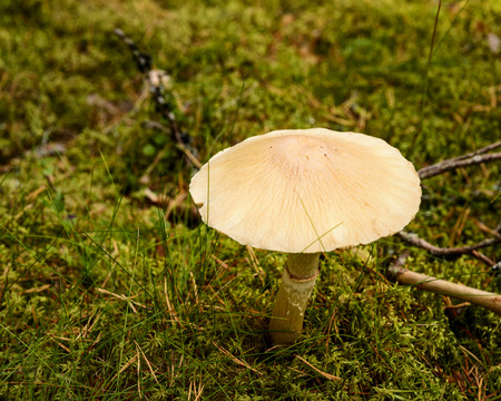 Autumn in the woodland landscape at Elverum, Hedmark, Norway の写真素材